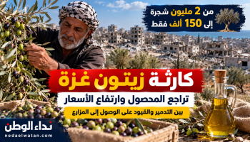 تقرير خاص | نداء الوطن | كارثة زيتون غزة.. من مليوني شجرة إلى 150 ألفًا فقط وأسعار الزيت تقفز ثلاثة أضعاف