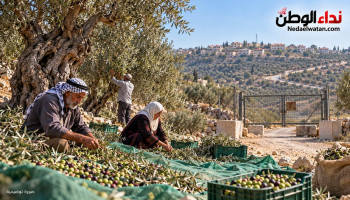 مستوطنون يهاجمون قاطفي الزيتون في بيتا وباقة الحطب ويعرقلون وصولهم إلى أراضيهم