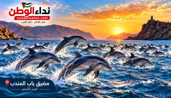 بعيدًا عن ضجيج الحروب.. تخيّل آلاف الدلافين تعبر باب المندب في موكب من الحياة والجمال