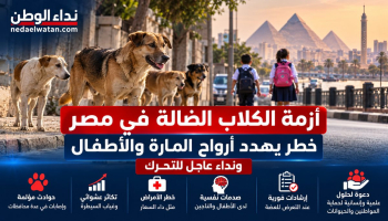 أزمة الكلاب الضالة في مصر.. مخاوف على سلامة الأطفال ودعوات لحلول عاجلة وإنسانية