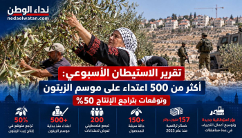 موسم الزيتون في الضفة الغربية تحت الضغط.. مئات الاعتداءات وخسائر تهدد المزارعين