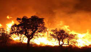 الجزائر: حرائق الغابات تعود من جديد وتخلف اكثرمن 30 قتيلا