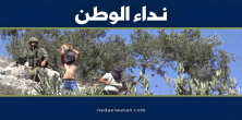 موسم الزيتون تحت الاعتداءات.. تقرير يرصد هجمات المستوطنين والتوسع الاستيطاني في الضفة