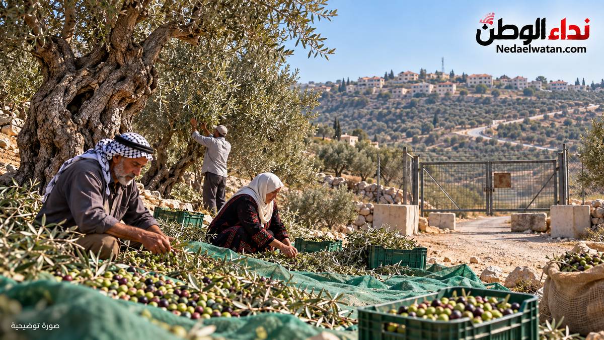 مستوطنون يهاجمون قاطفي الزيتون في بيتا وباقة الحطب ويعرقلون وصولهم إلى أراضيهم