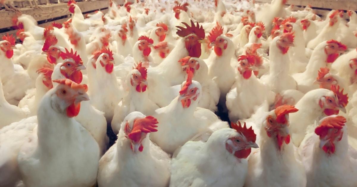 نداء الوطن - القائمة المحدثة لأسعارالدجاج في أسواق غزة