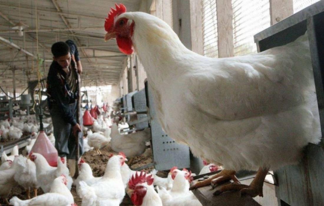 نداء الوطن - اسعار الدجاج والخضروات في غزة اليوم 