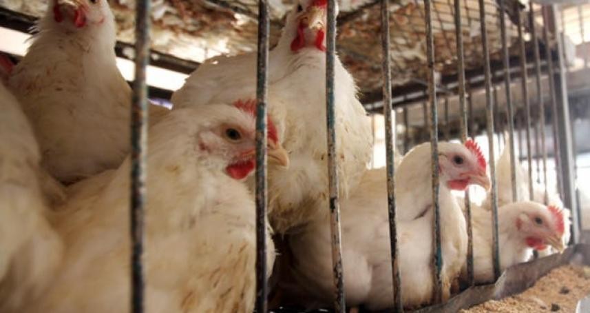 نداء الوطن - أسعار اللحوم والدجاج في أسواق غزة اليوم