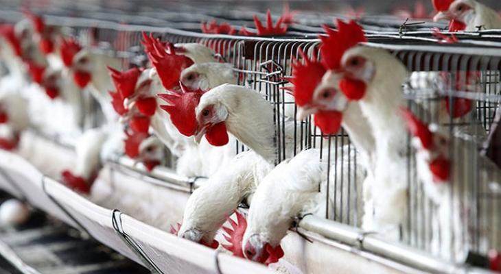 نداء الوطن - أسعار الدجاج واللحوم في غزة اليوم