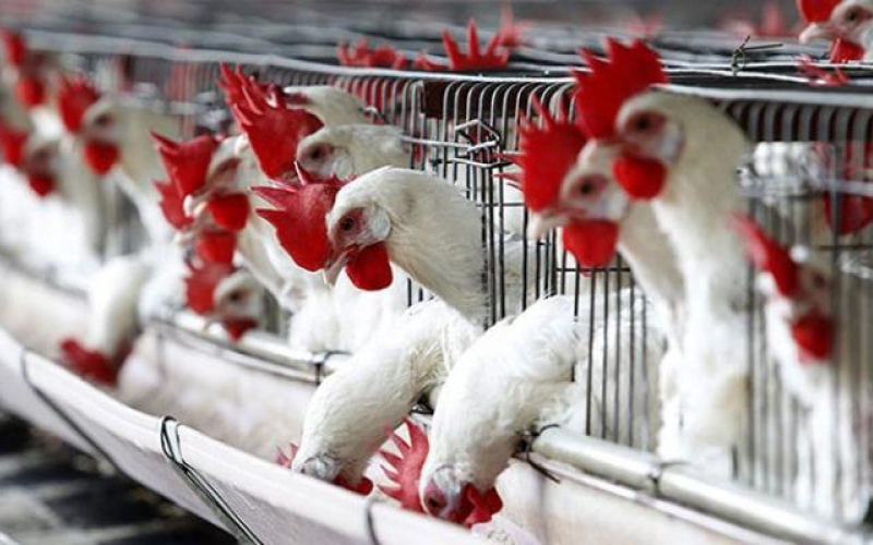 نداء الوطن - اسعار الدجاج واللحوم في غزة اليوم 